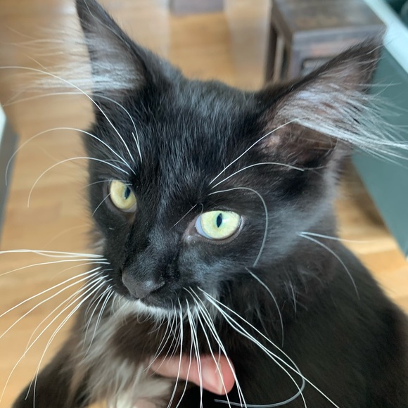 Meet your Posher, Miki - Picture 1 of 1